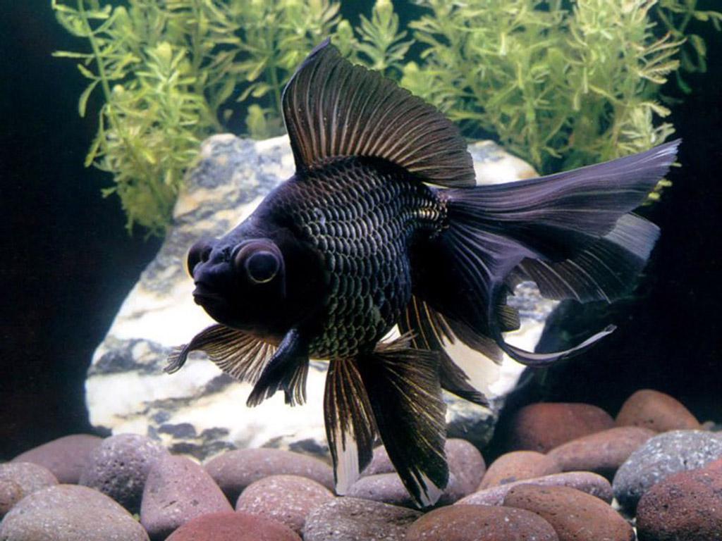 活泼灵动的金鱼