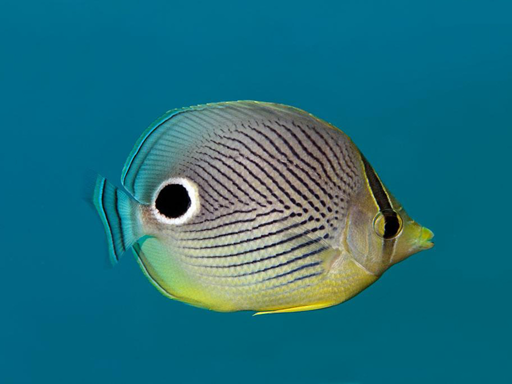 蝴蝶鱼 > || 更新时间:2014-12-23 颜色分 炫彩 关键词:  漂亮 蝴蝶鱼