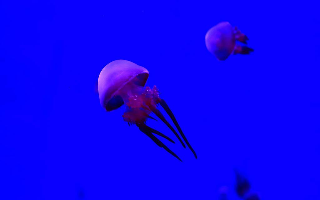 裙带飘飘的水母