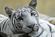 白化孟加拉虎