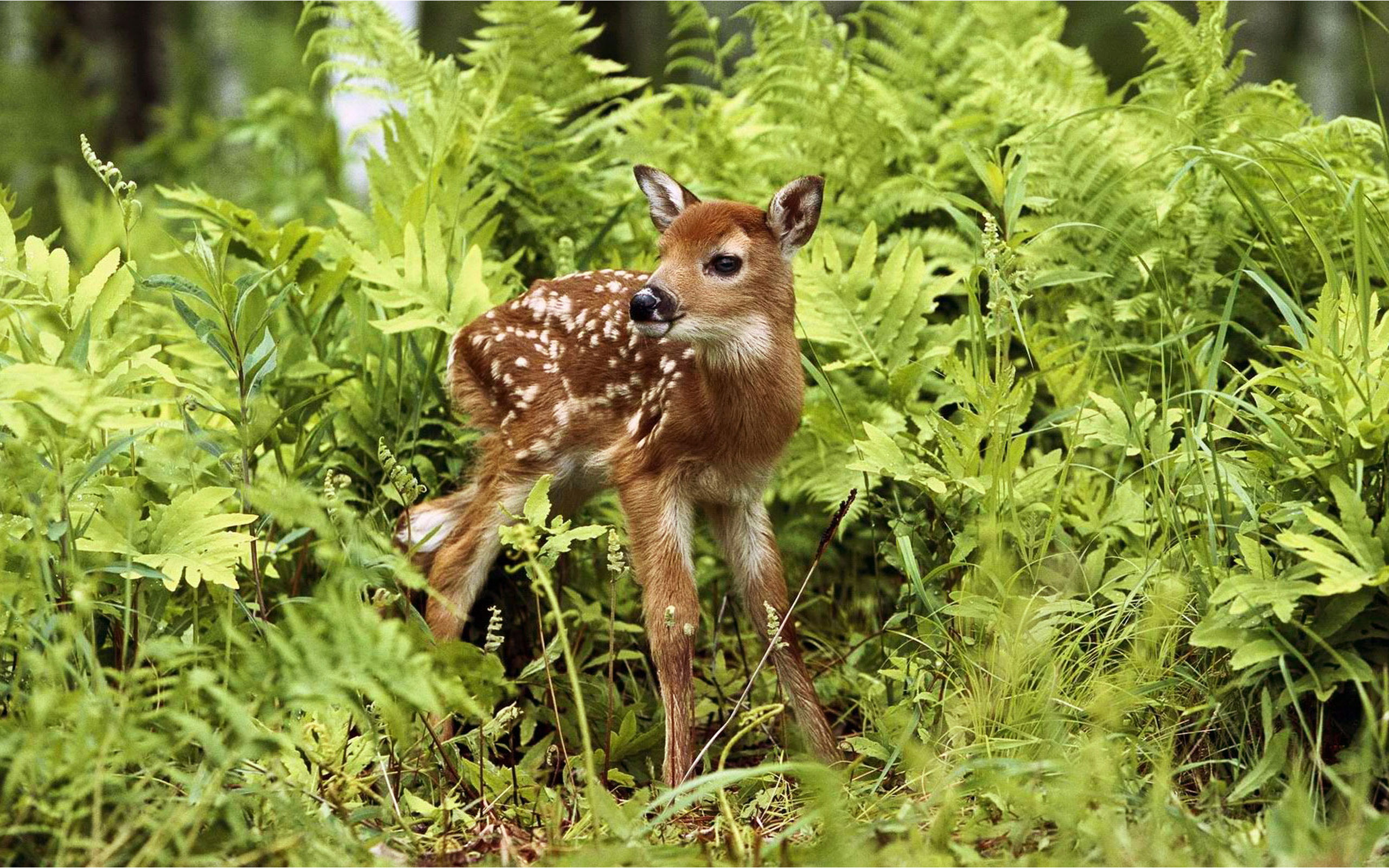 花草丛间的梅花鹿,高清图片,电脑桌面-壁纸族