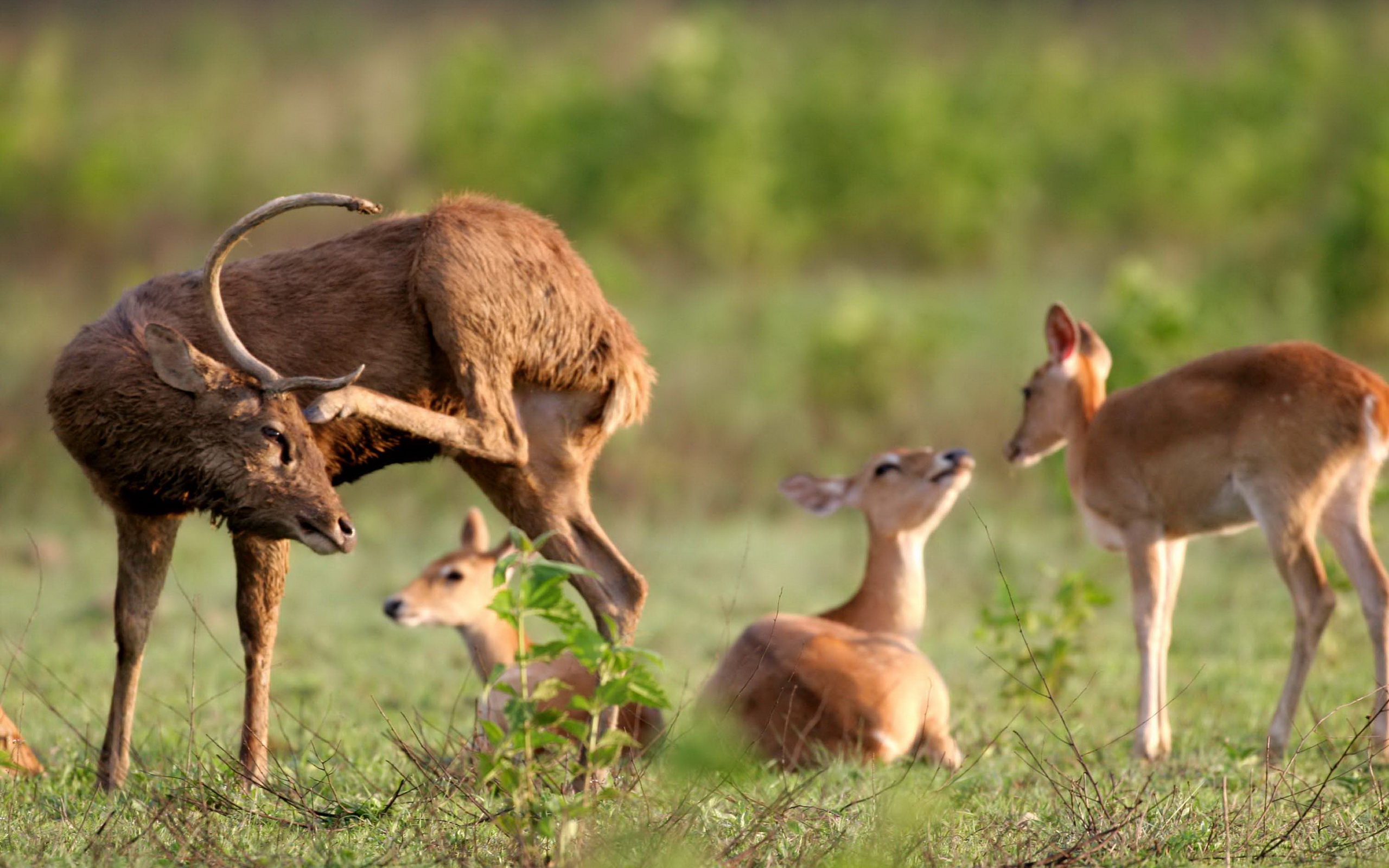 可爱的梅花鹿,高清图片,电脑桌面-壁纸族