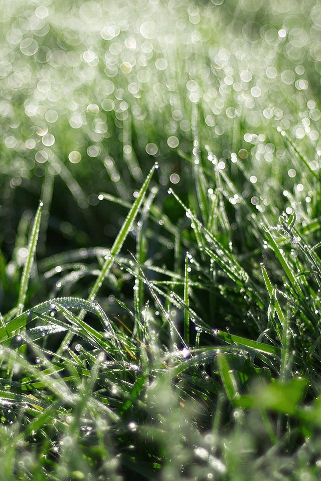 绿色小清新植物