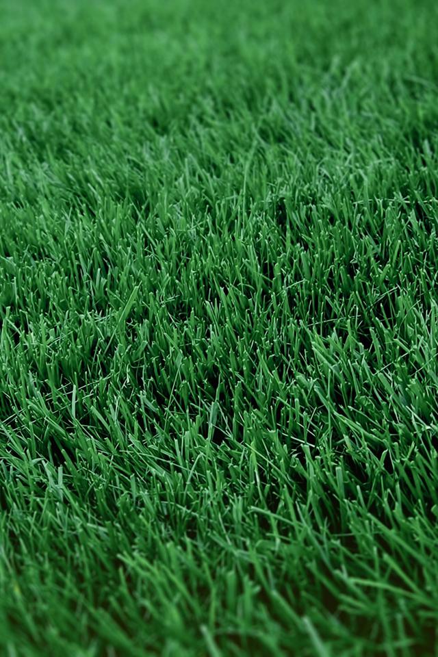 绿色小清新植物