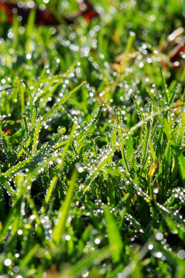 绿色小清新植物