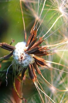 微距植物唯美-0