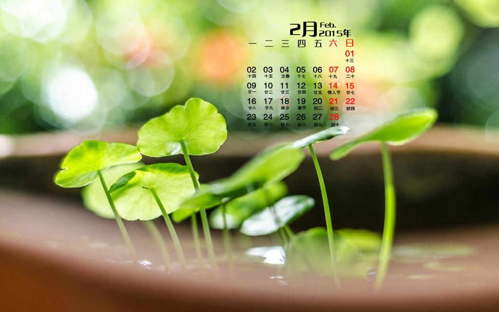 2015年早春2月日历