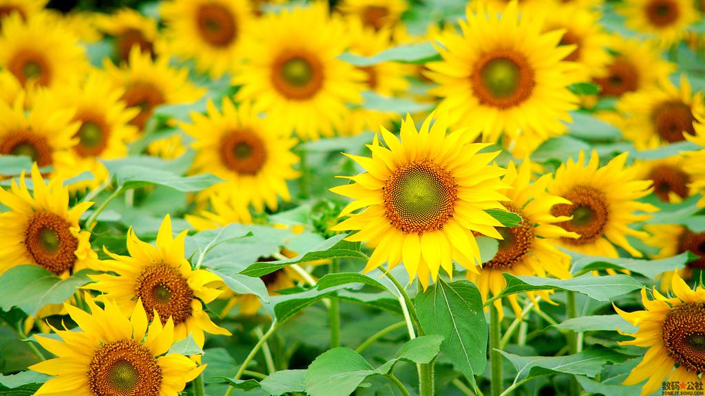 清新自然向日葵