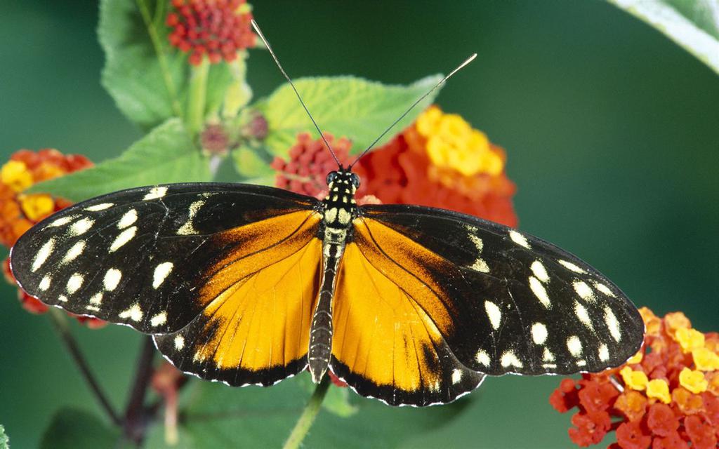 小清新唯美壁纸