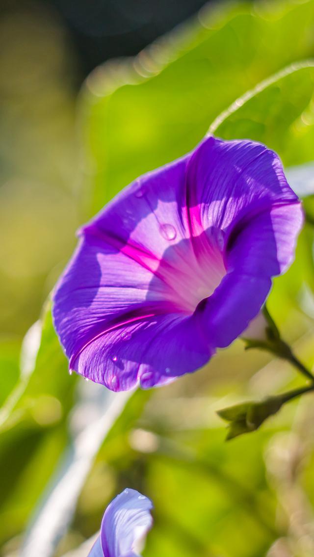 植物景色iPhone5S