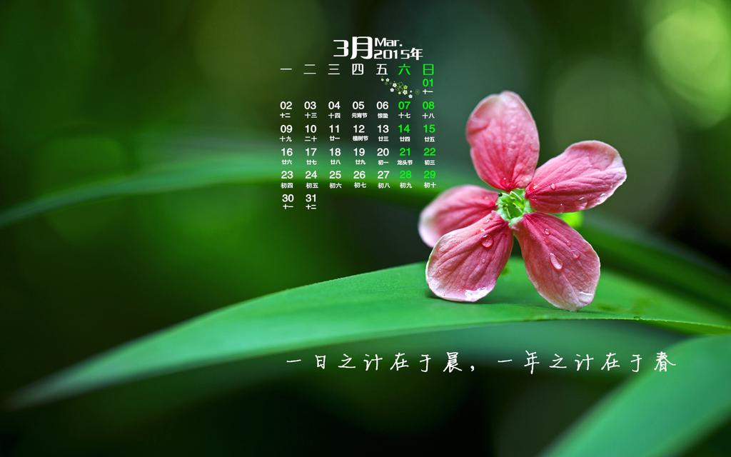 2015年3月养眼花卉日历
