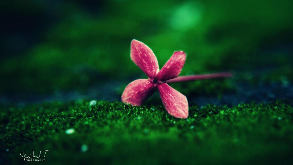 微软Windows10高清花卉