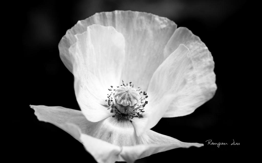 微软官方主题黑白花卉