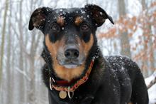 可爱德国杜宾犬