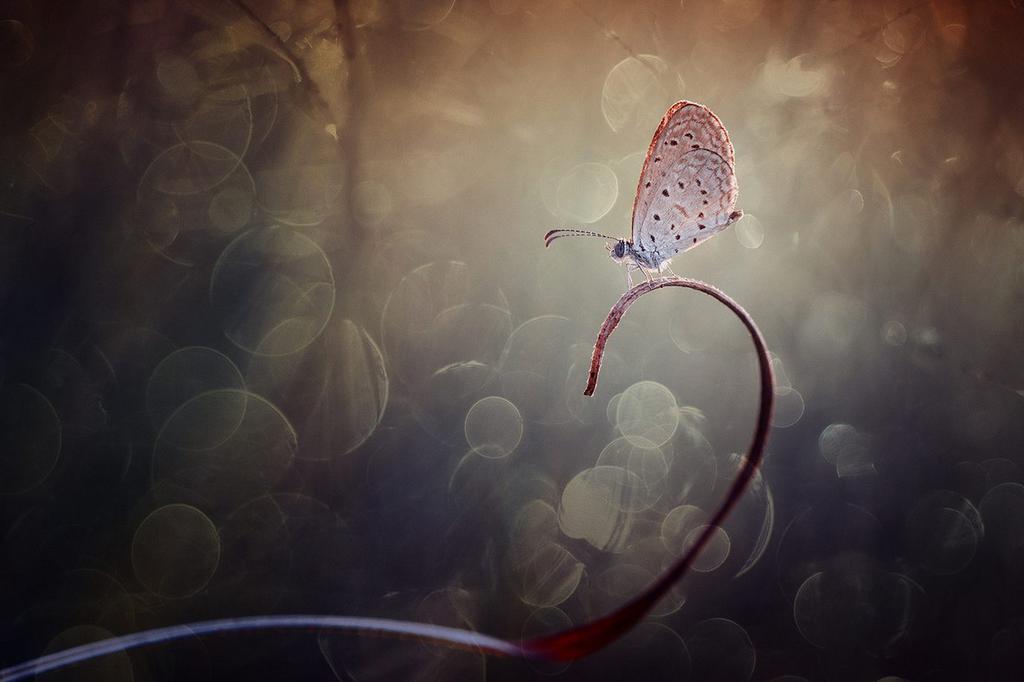 彩虹仙境般的世界