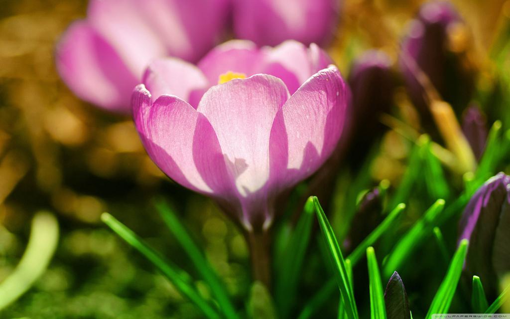 粉色唯美的花卉