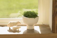 雅致室内盆栽摄影壁纸