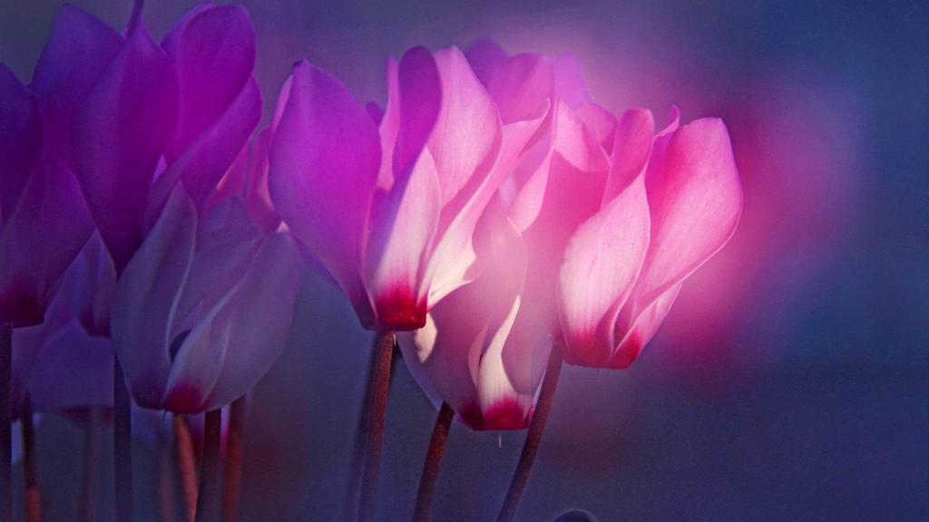 如梦如幻仙客来壁纸