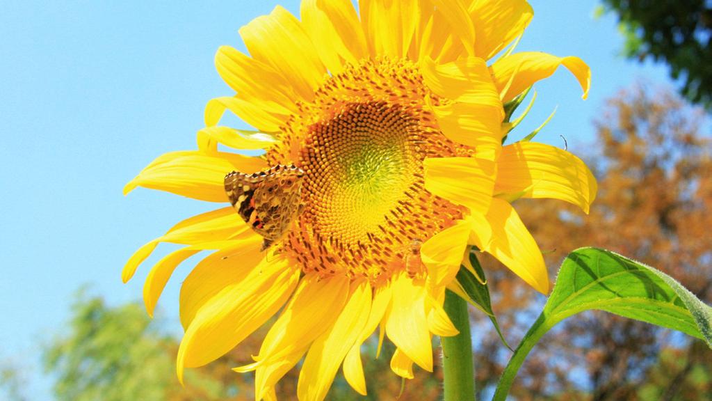 蝴蝶与向日葵高清壁纸