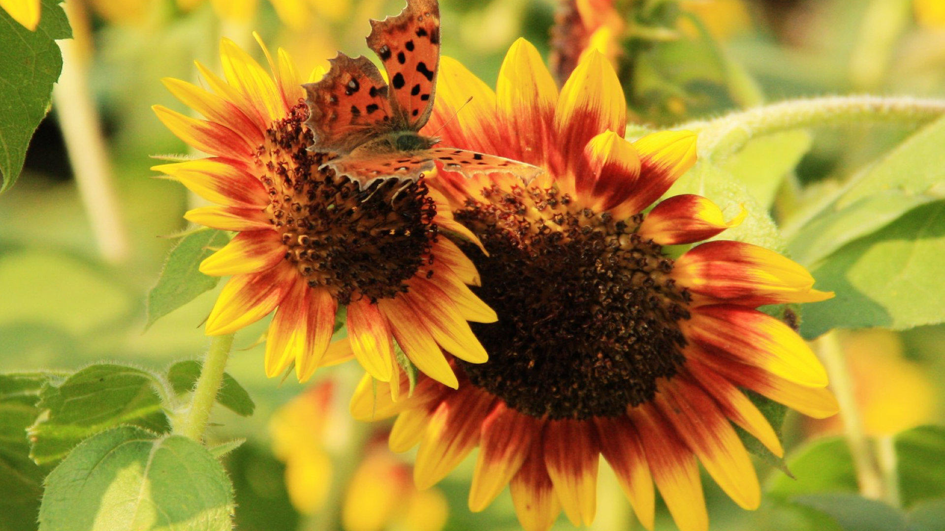 蝴蝶与向日葵高清壁纸