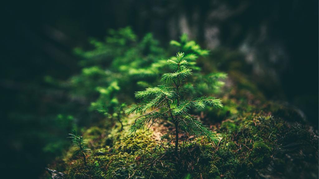 光影交错中的植物壁纸