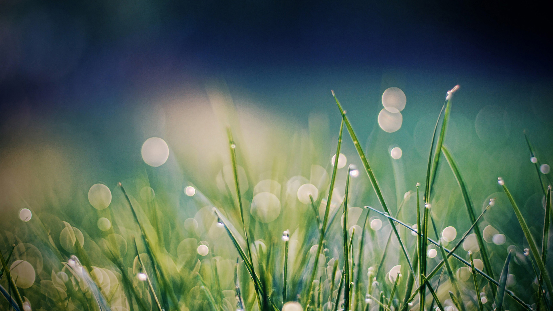 光影交错中的植物壁纸