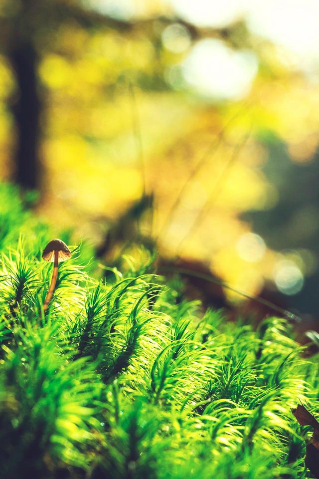 春意盎然绿色护眼手机壁纸