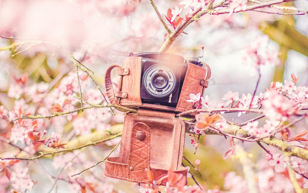 粉色的樱花图片壁纸