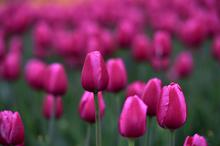 盛开的郁金香桌面壁纸