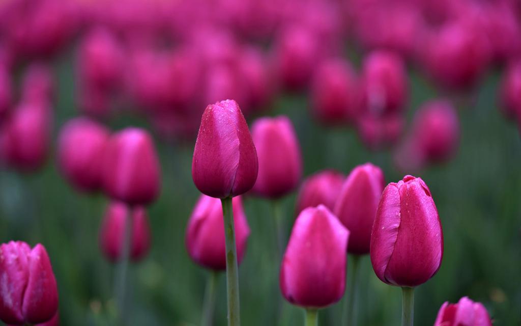 盛开的郁金香桌面壁纸