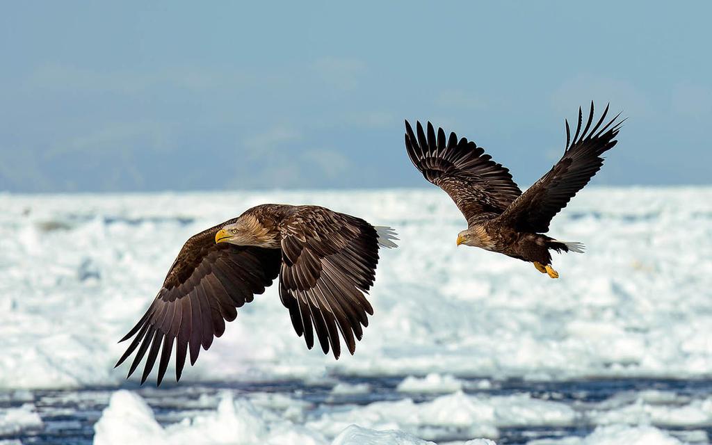 白尾海雕鸟类壁纸