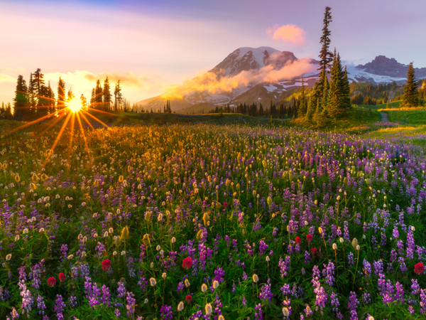 花的海洋唯美图片