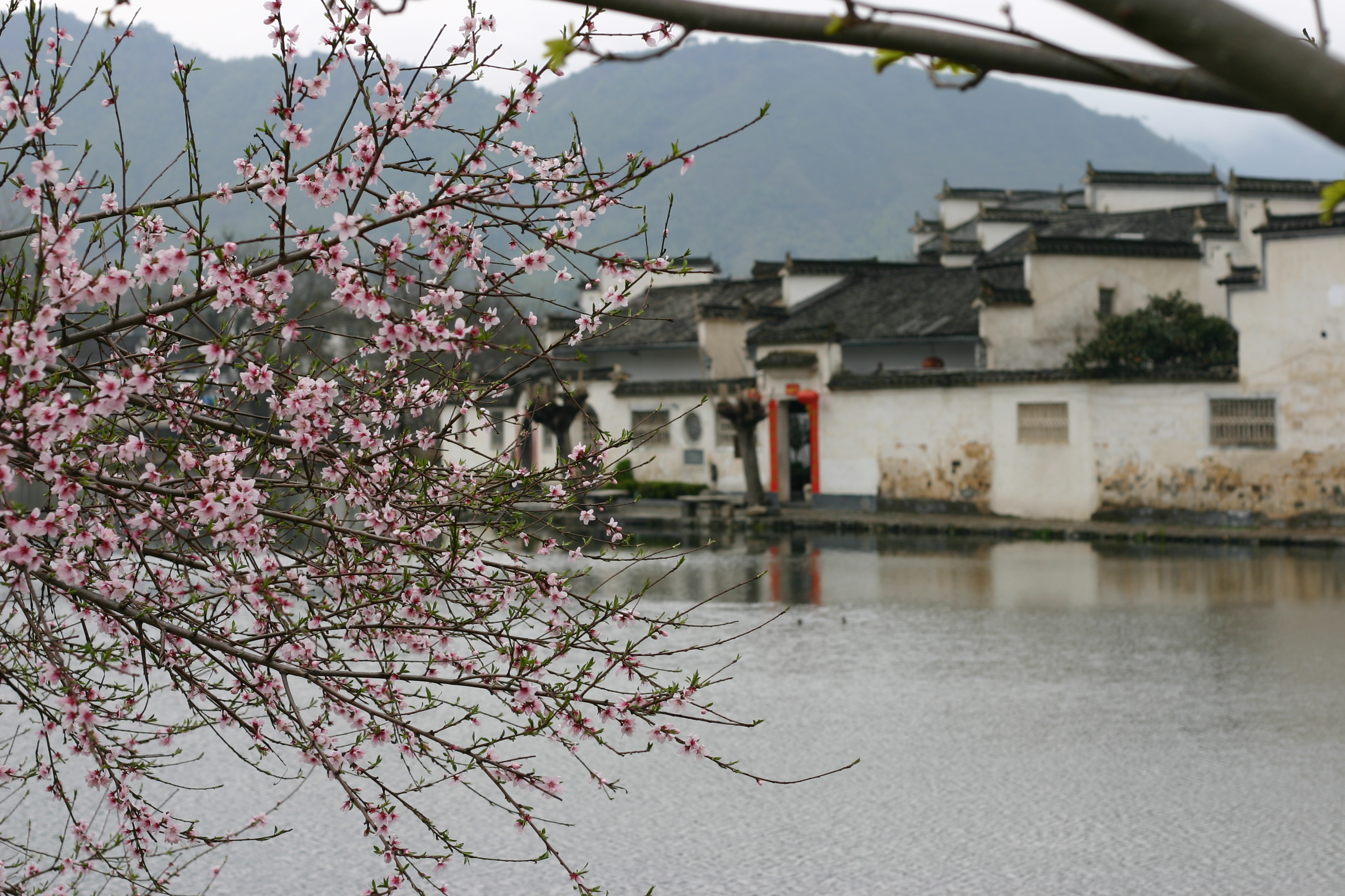 清明好去处之婺源景点图片