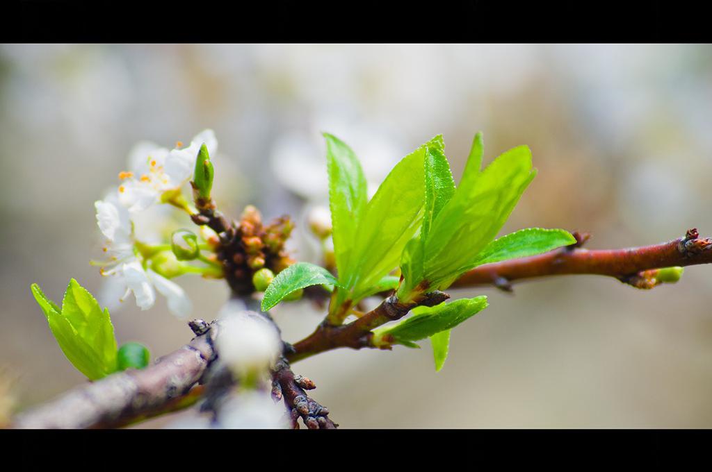 清明节绿色背景图片