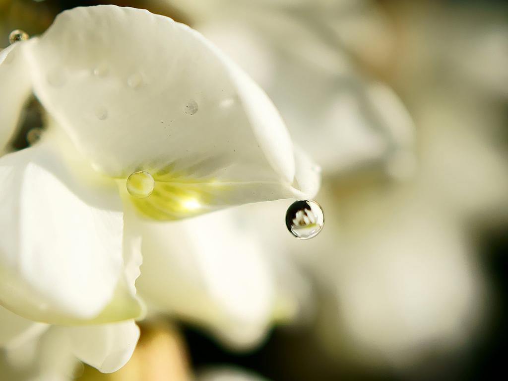 又闻槐花香图片