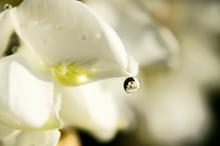 又闻槐花香图片