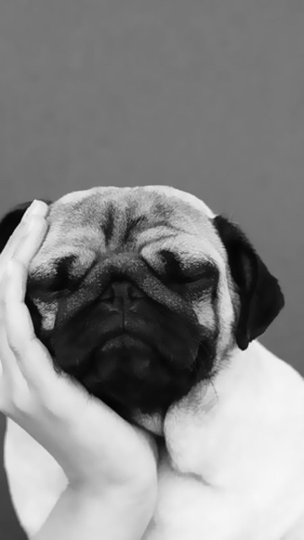 可爱的萌宠手机壁纸