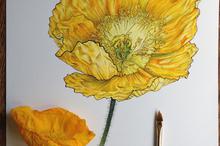 插画师Noel Badges Pugh的花朵插画图片