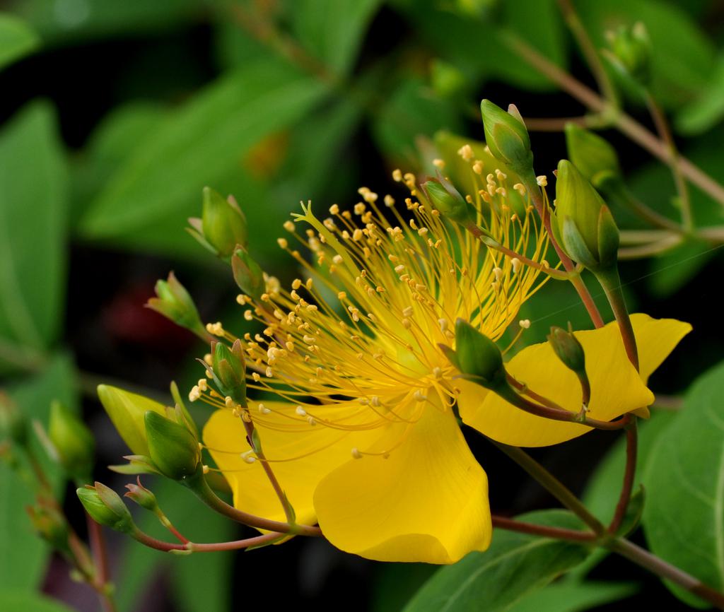 金丝桃花朵图片