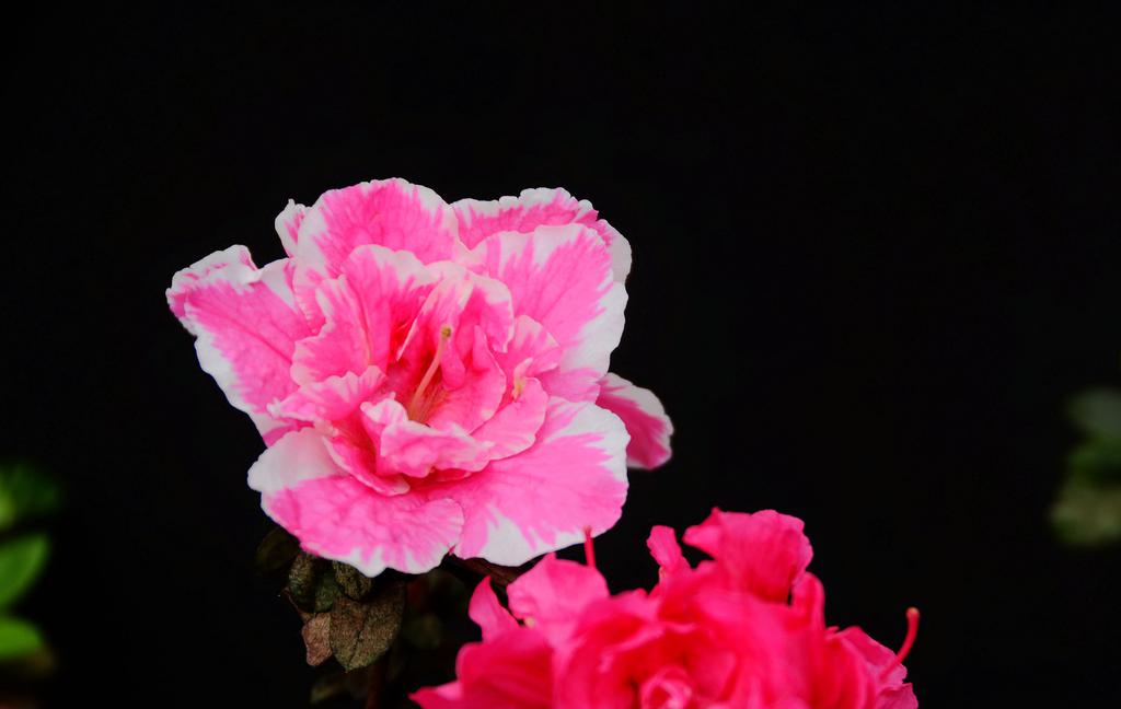 粉红色的杜鹃花图片