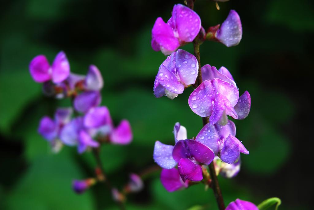 紫色的豌豆花图片,高清图片-壁纸族