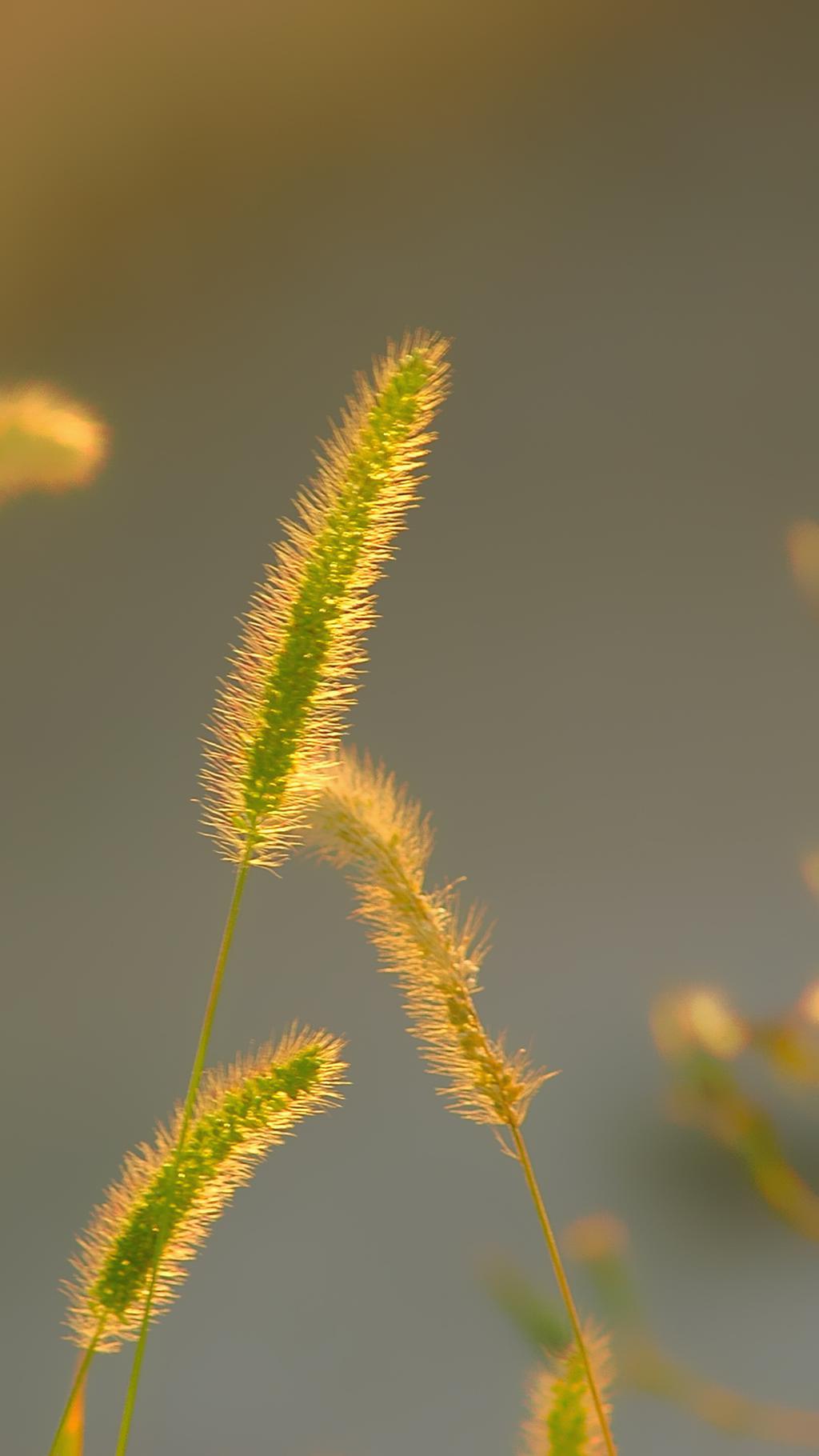 初夏小穗手机壁纸