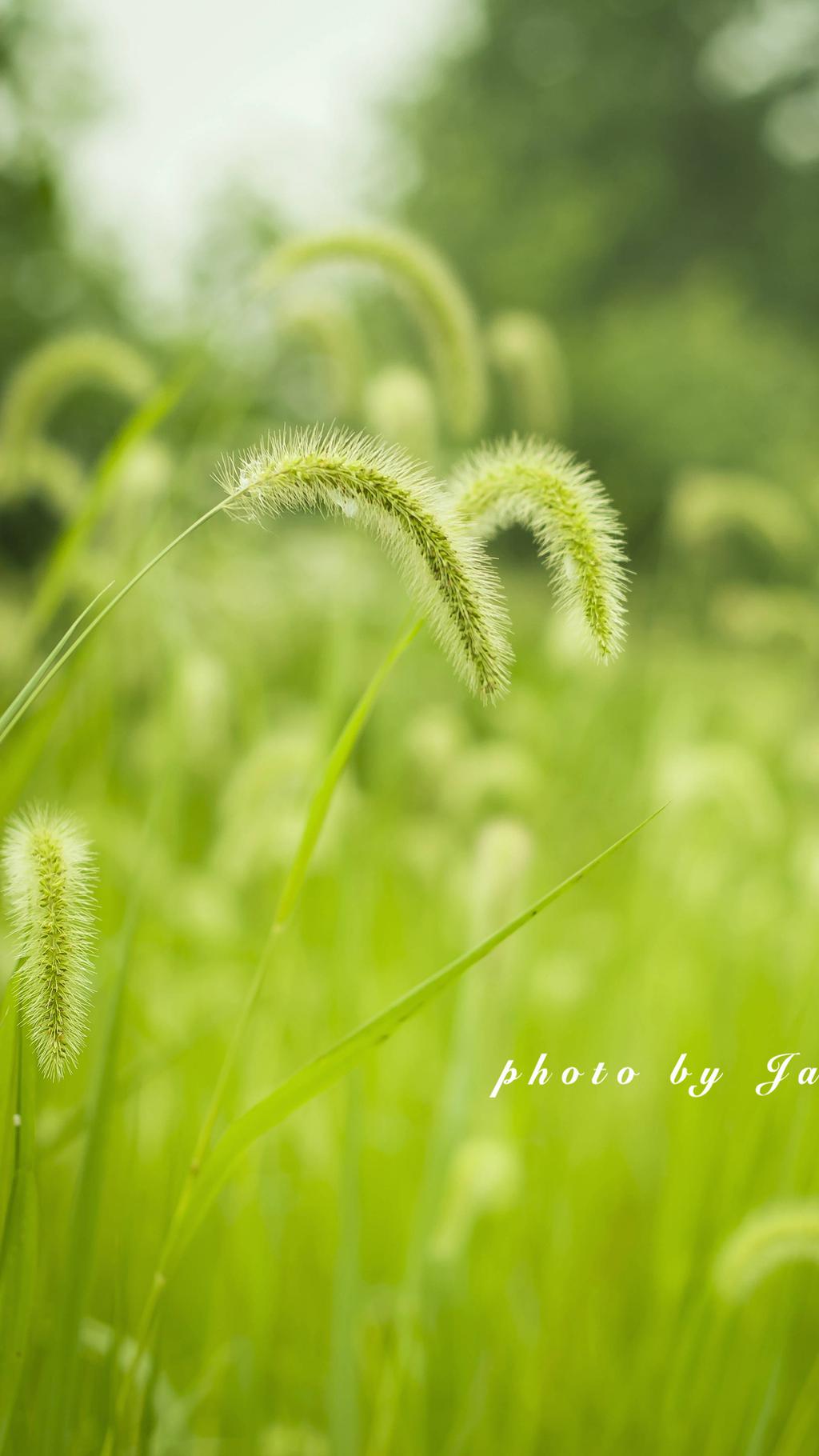 初夏小穗手机壁纸