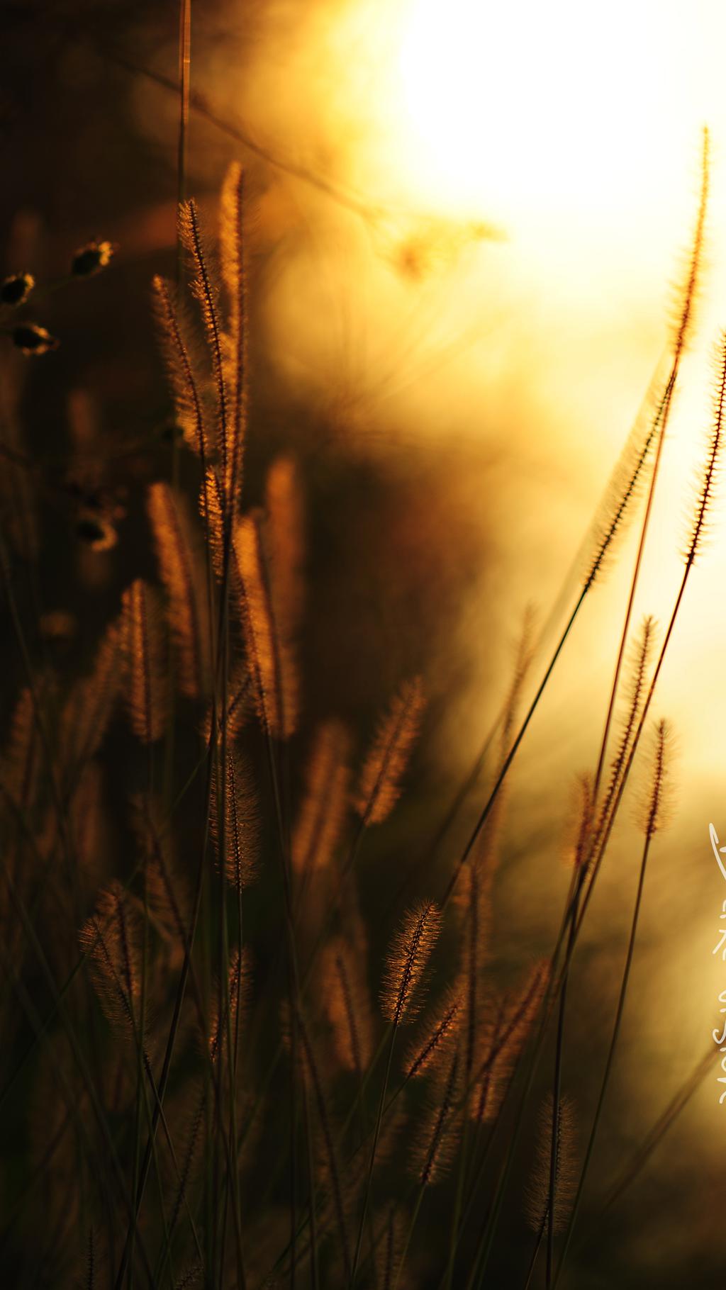 初夏小穗手机壁纸