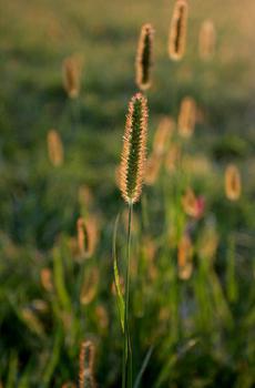 初夏小穗手机壁纸-5