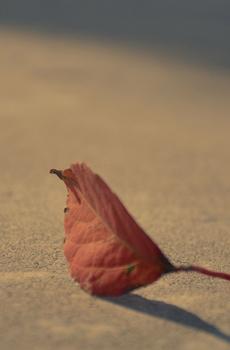 一片叶子手机壁纸-0