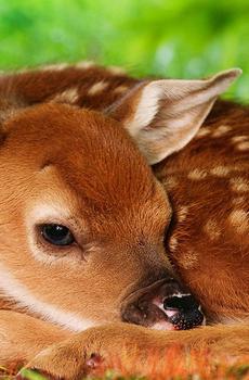 草原上的鹿手机壁纸-4