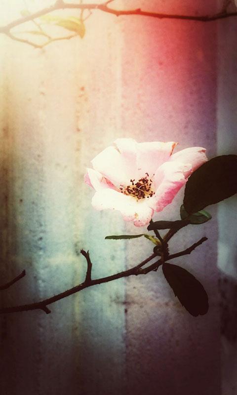 花朵静物手机壁纸