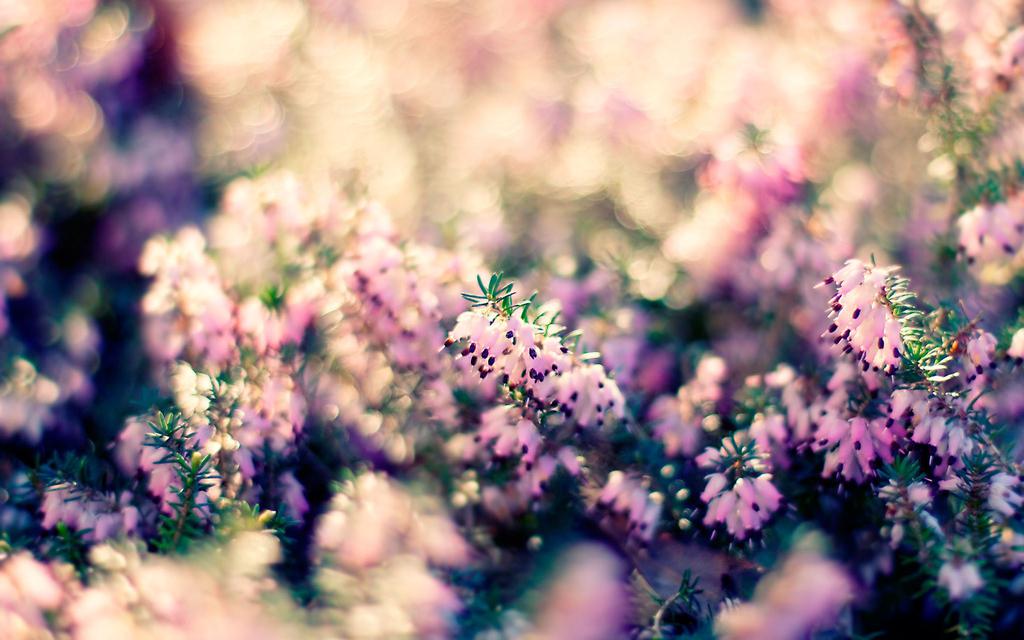 石楠花高清图片