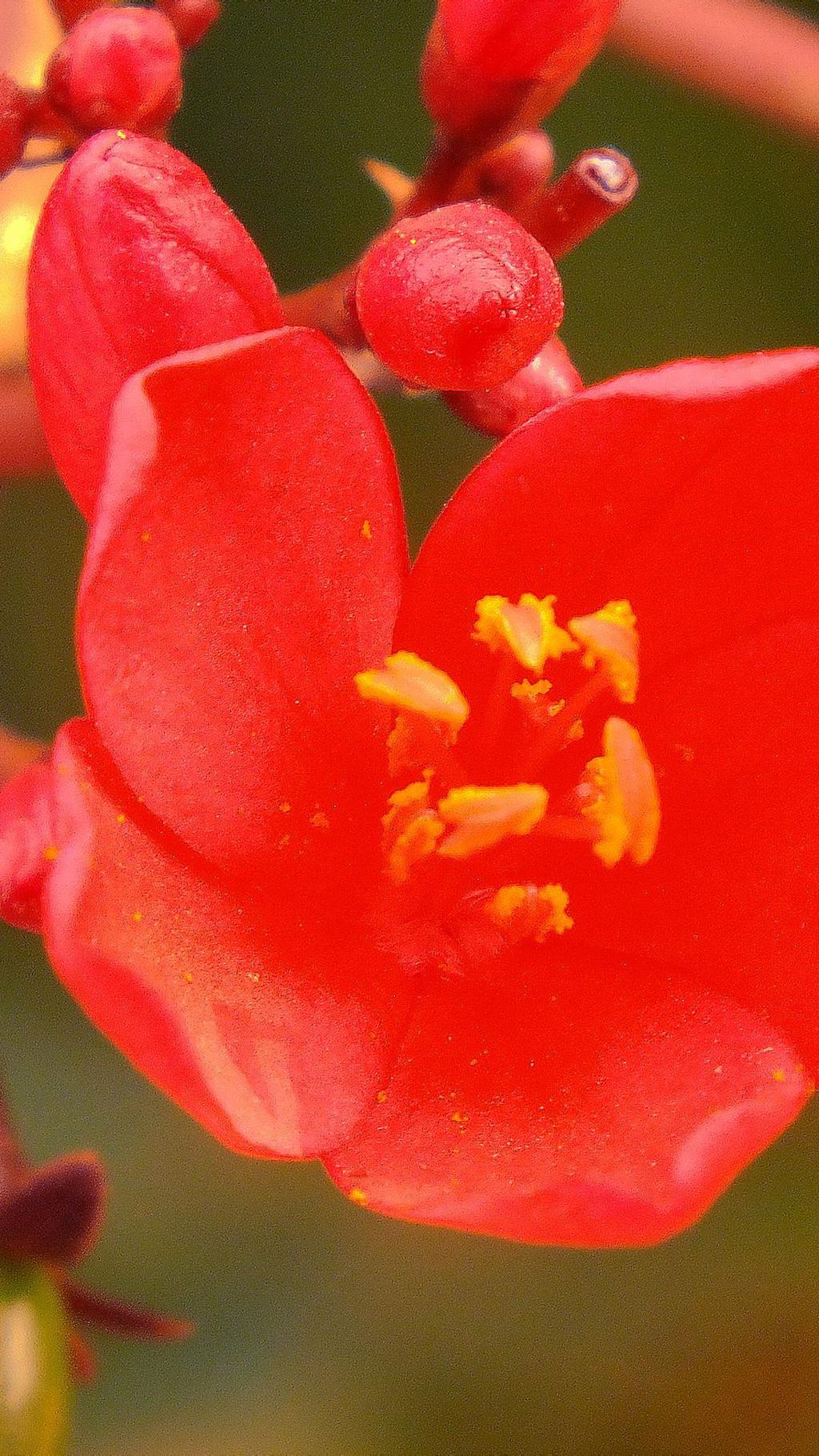 那些花儿手机壁纸